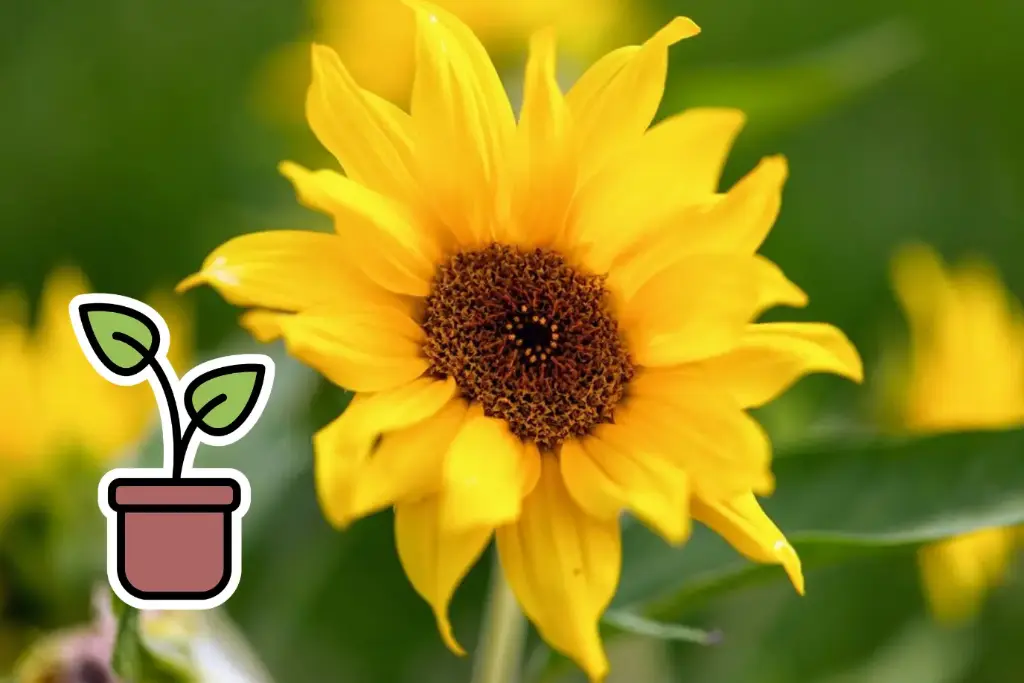 Planton bio de Tournesol nain 'Mini Soleil'