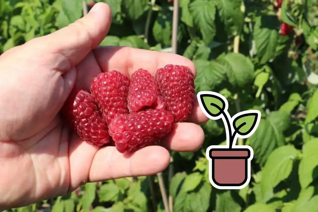 Organic seedling of Autumn raspberry 'Autumn Happy®'