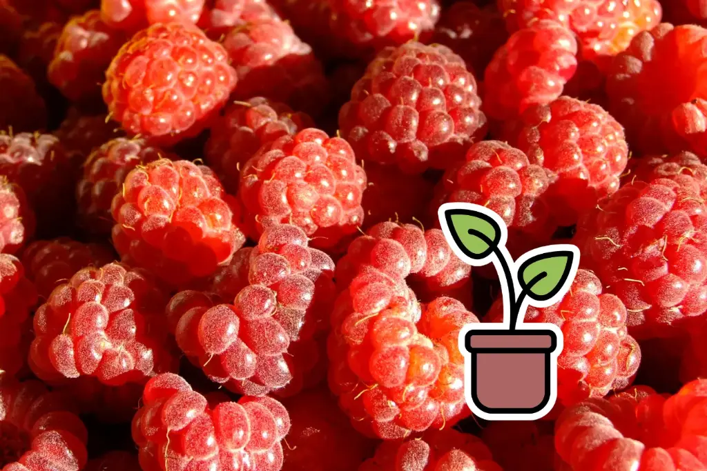 Organic seedling of Summer raspberry