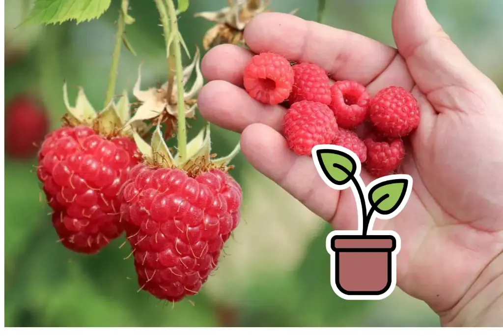 Organic seedling of Summer raspberry 'Summer Chef®'