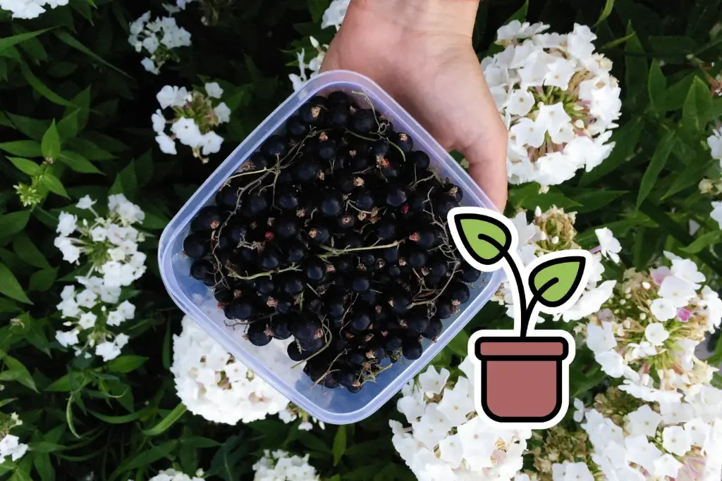 Bio-Setzling Schwarze Johannisbeere