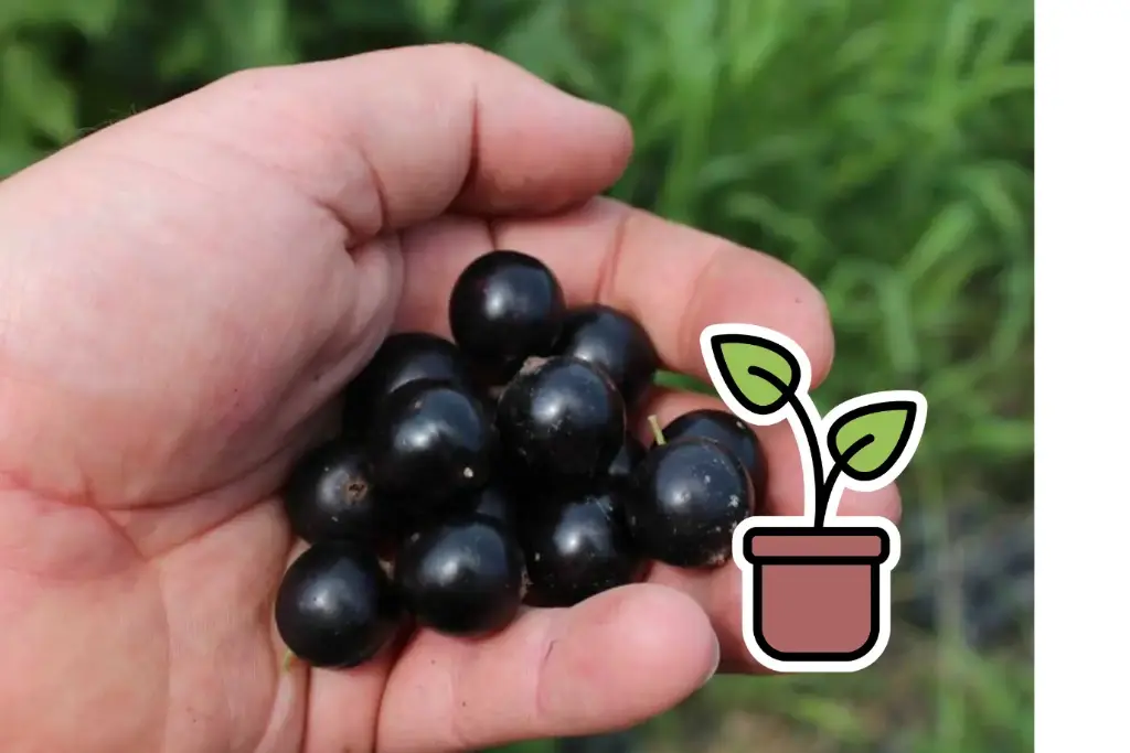 Pianta bio di Ribes nero 'Black Marble®'