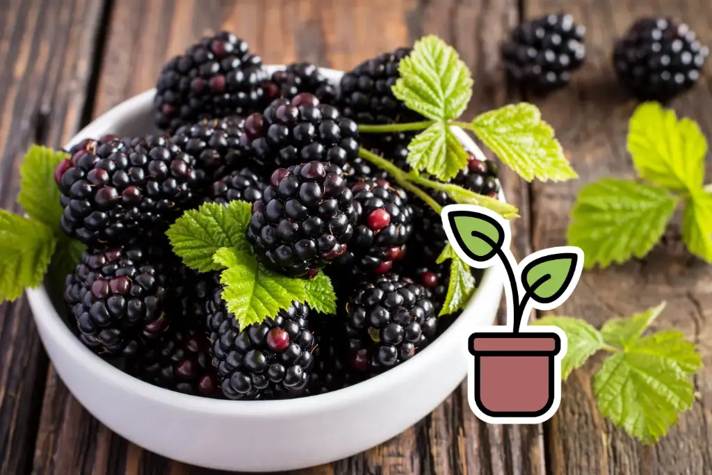 Bio-Setzling Brombeere