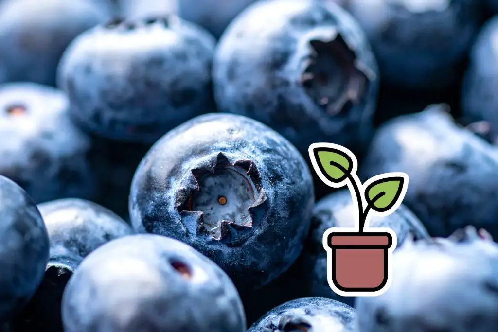 Organic seedling of Blueberry