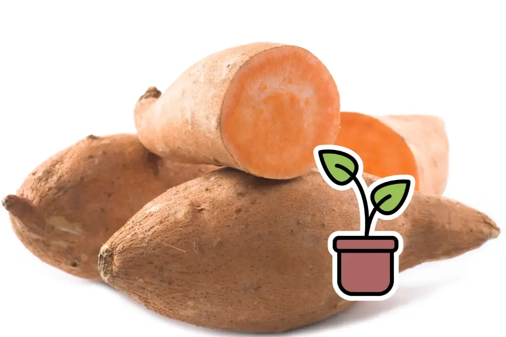 Organic seedling of Sweet potato ‘Orange’