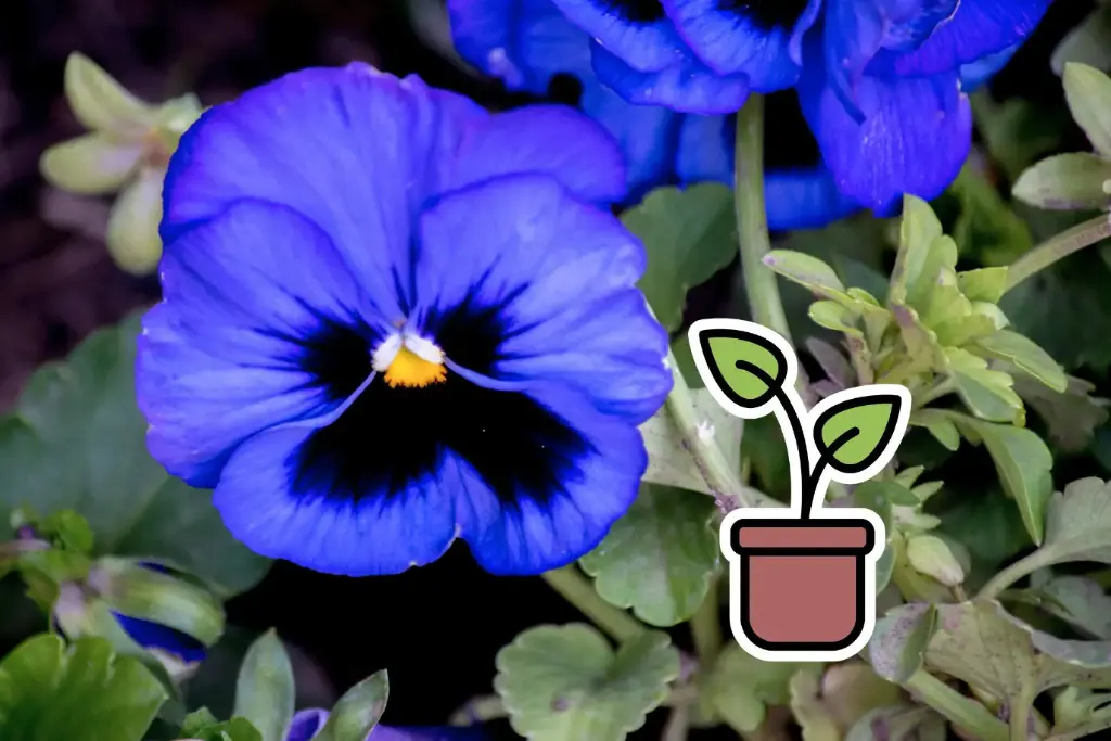 Piantina bio di viola del pensiero ‘Blu’
