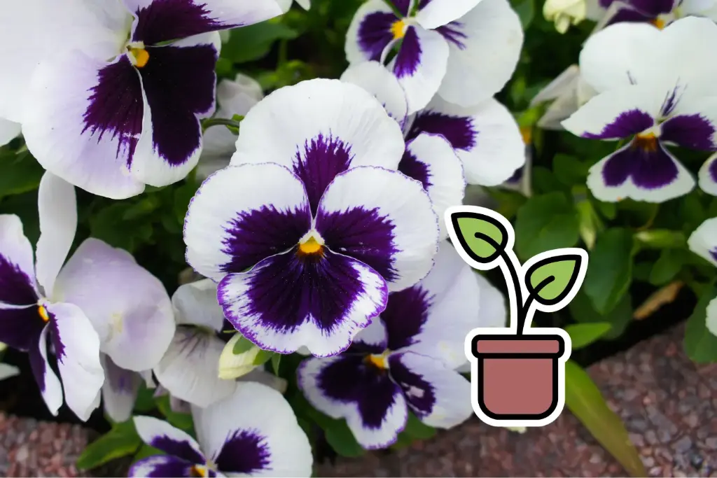 Planton bio de pensée 'Blanc-Violet'