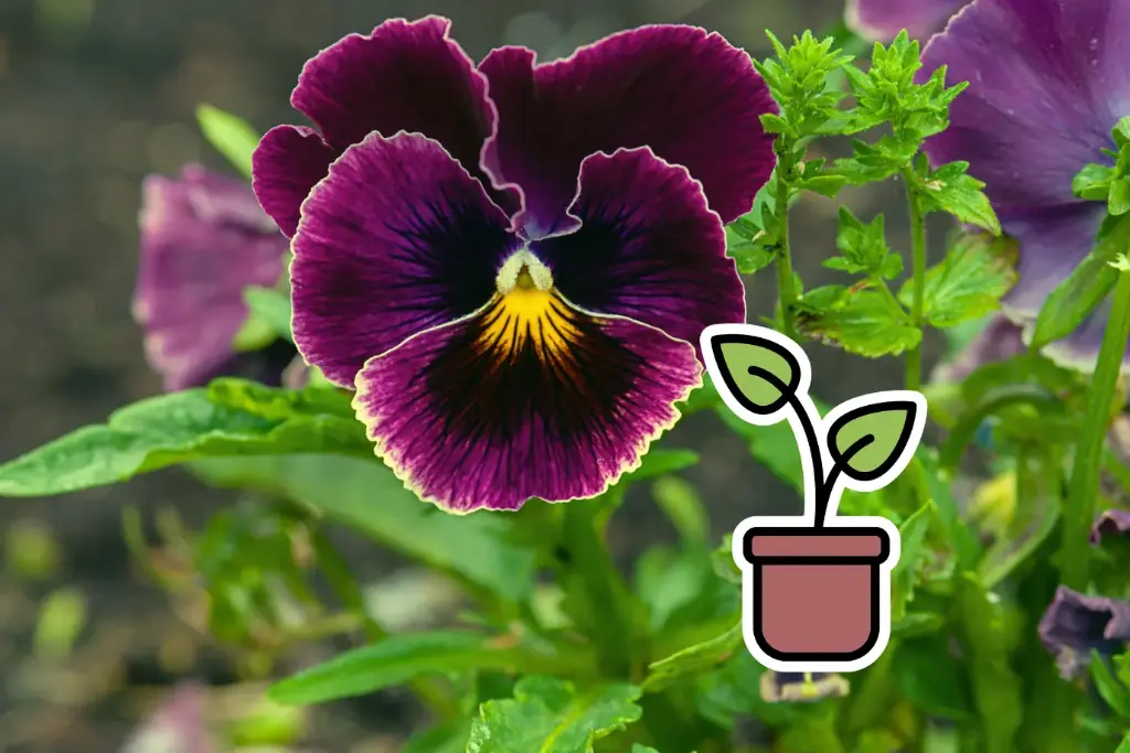 Bio-Setzling Stiefmütterchen ‘Bordeaux’