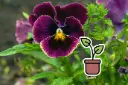 Bio-Setzling Stiefmütterchen ‘Bordeaux’