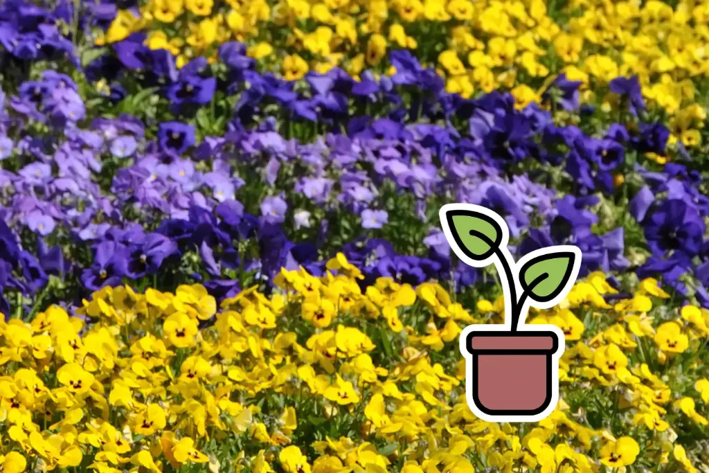 Piantina bio di viola del pensiero ‘Mix di colori’