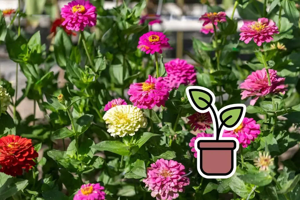 Piantina Zinnia, Semplice misto Selezione Z