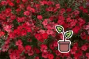 Seedling Flowering Flax, Red (annual)