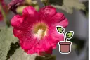 Seedling Hollyhocks, Mixed (annual to perennial)