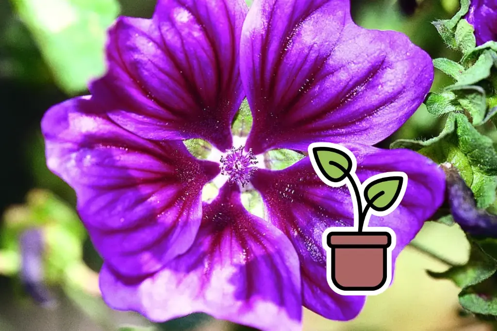 Planton bio de Grande Mauve