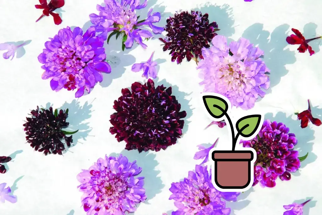 Bio-Setzling Gartenscabiose, Gemischt (einjährig)