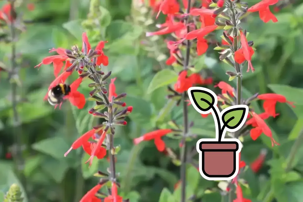 Bio-Setzling Salbei (Salvia), Flämmchen