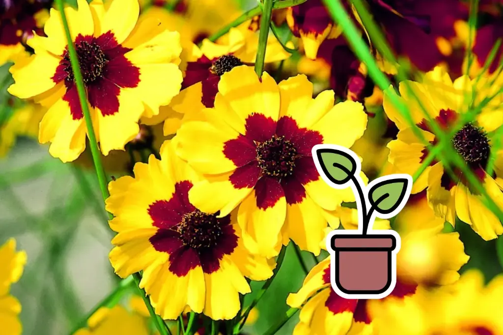 Seedling Tickseed (Coreopsis), Pastel-coloured mix (annual)