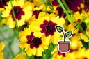 Seedling Tickseed (Coreopsis), Pastel-coloured mix (annual)
