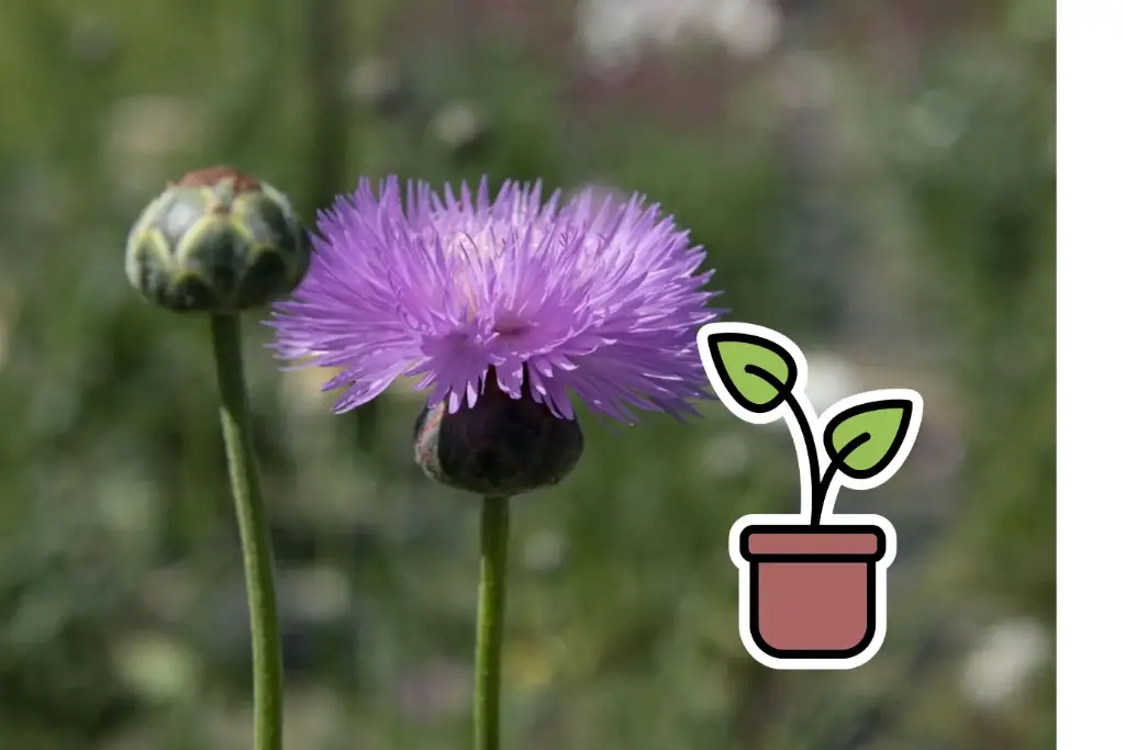 Bio-Setzling Kaiser-Kornblume, Bunte Mischung (einjährig)