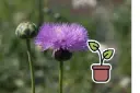 Piantina Fiordaliso ambrato, Miscuglio colorato (annuale)
