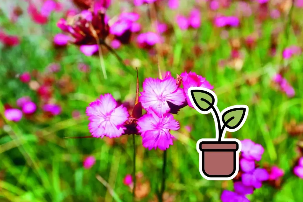 Seedling Carthusian Pink (perennial)