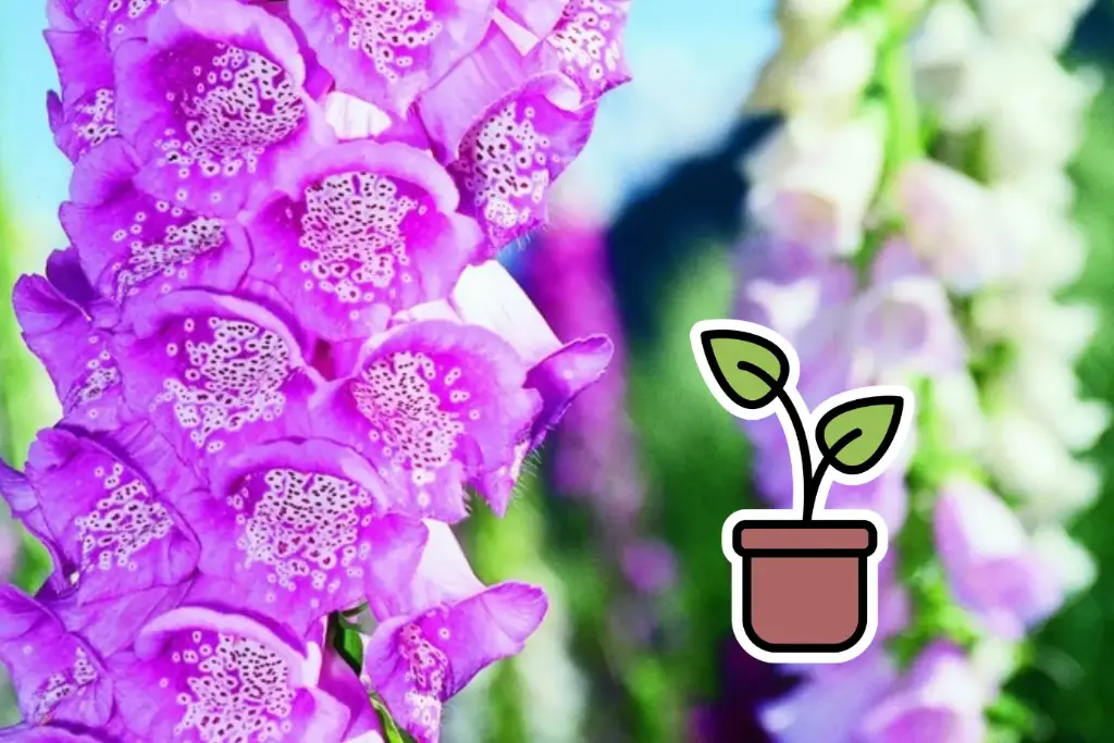 Seedling Foxglove (Lady's Glove), Mixed (biennial)