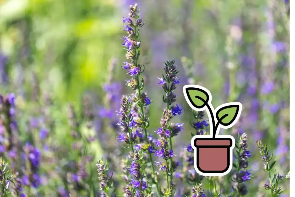 Seedling Hyssop, Blue Nectar