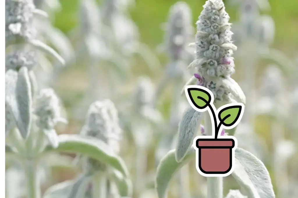 Bio-Setzling Wollziest, Lammöhr