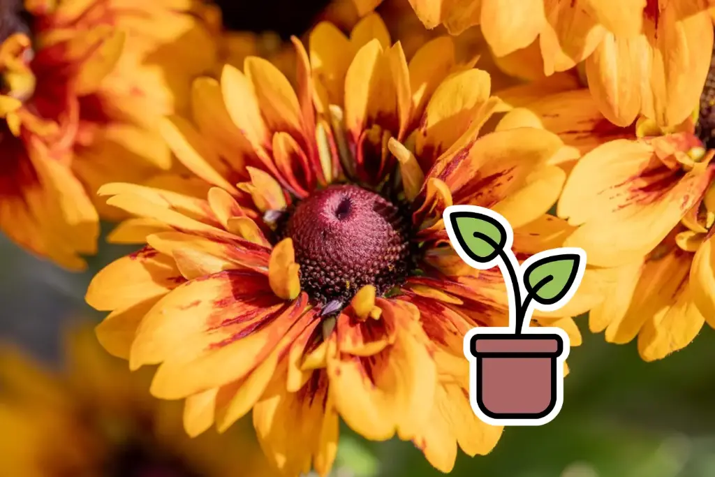Seedling Rudbeckia dwarf, Sun Mix
