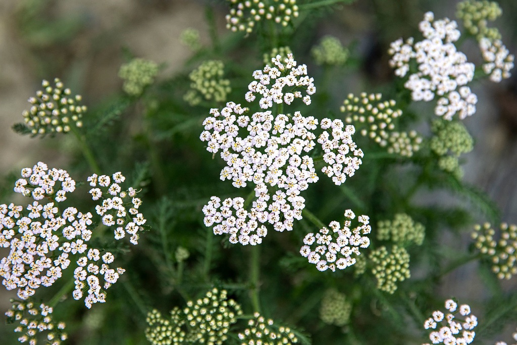 Planton bio d'Achillée Mille-feuille