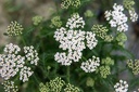 Bio-Setzling Schafgarbe, Echte