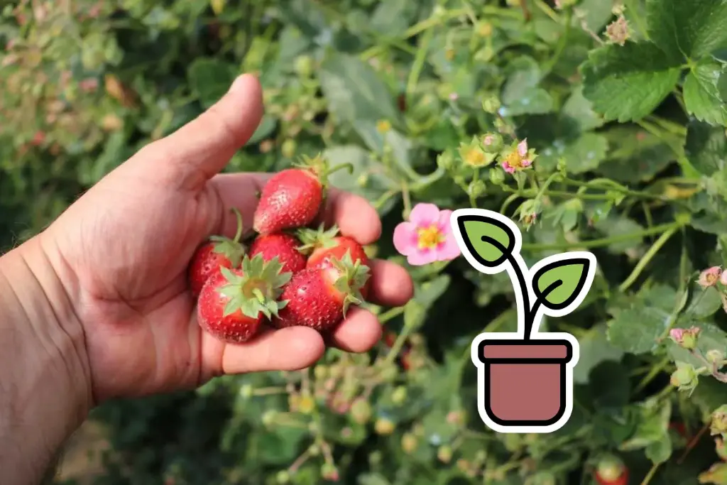 Piantina bio di Fragola 'Happy Eyes®'