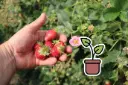 Bio-Setzling Erdbeere 'Happy Eyes®'