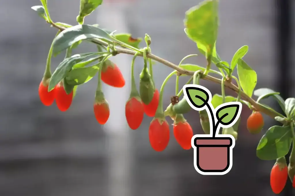 Piantina Goji Lubera® Instant Success
