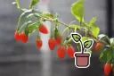 Seedling Goji Lubera® Instant Success