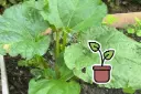Bio-Setzling Rhabarber 'Livingstone'