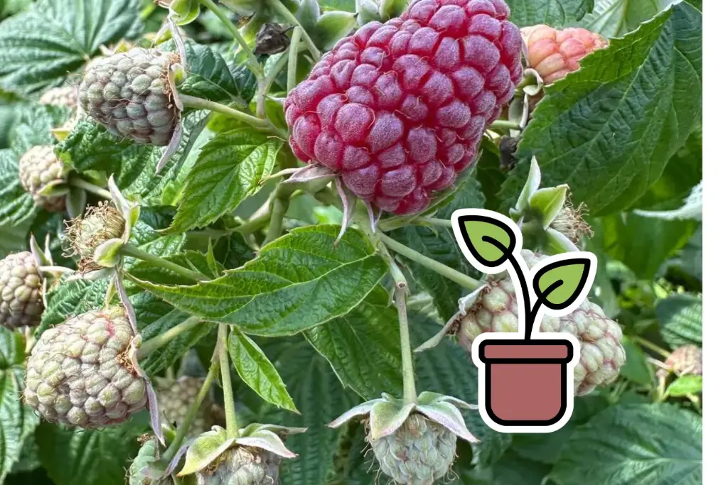 Setzling Stachellose Purpurhimbeere 'Purple Love'®