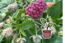 Seedling Thornless Purple Raspberry 'Purple Love'®