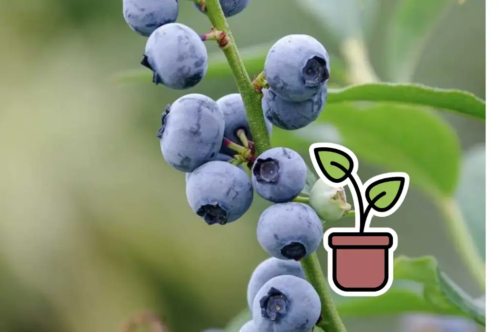 Setzling Heidelbeere 'Little Blue Wonder®'
