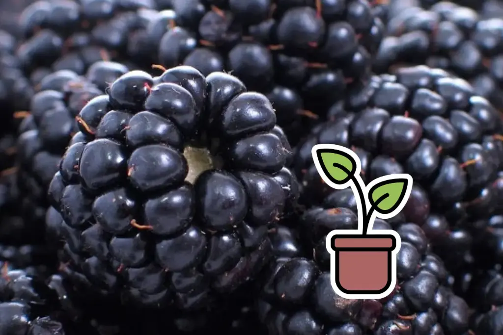 Seedling Blackberry 'Triple Crown®'
