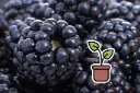 Seedling Blackberry 'Triple Crown®'