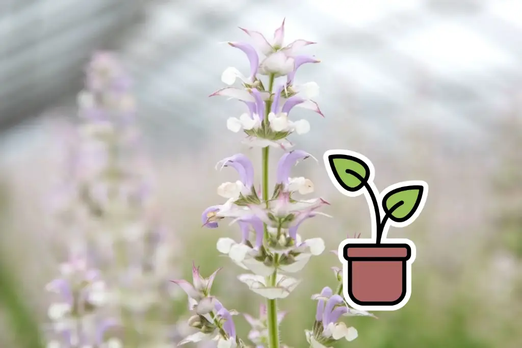 Setzling Salbei (Salvia), Muskatellersalbei (zwei- bis mehrjährig)