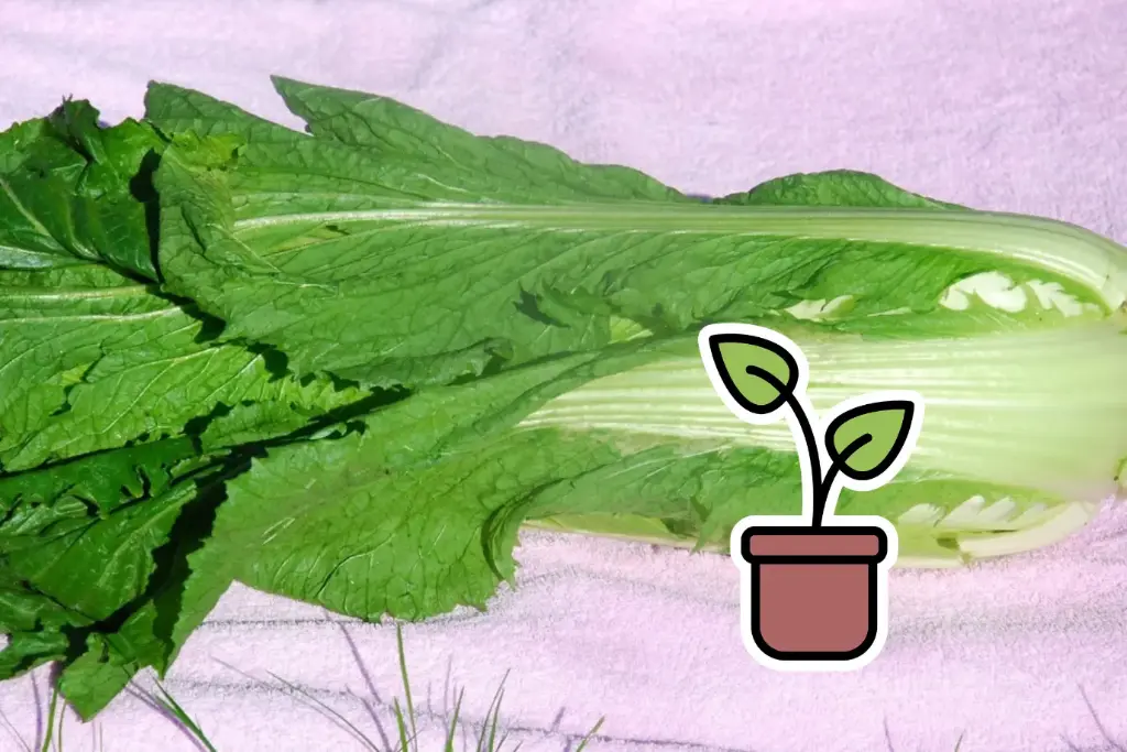 Seedling Asian Vegetable, Michihili