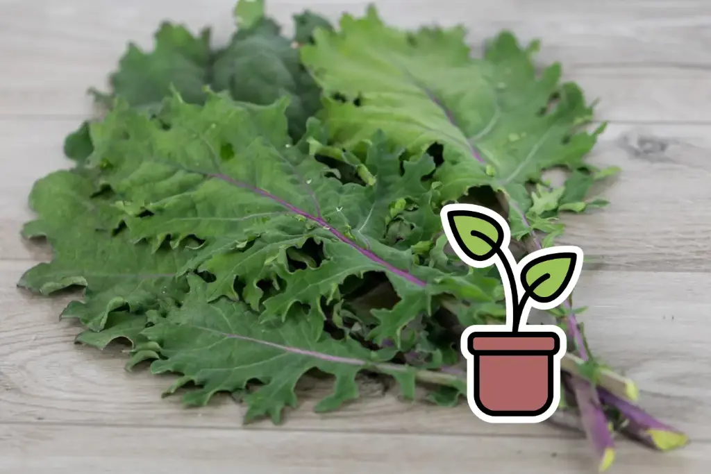 Planton bio de Chou Kale 'Russe Rouge'