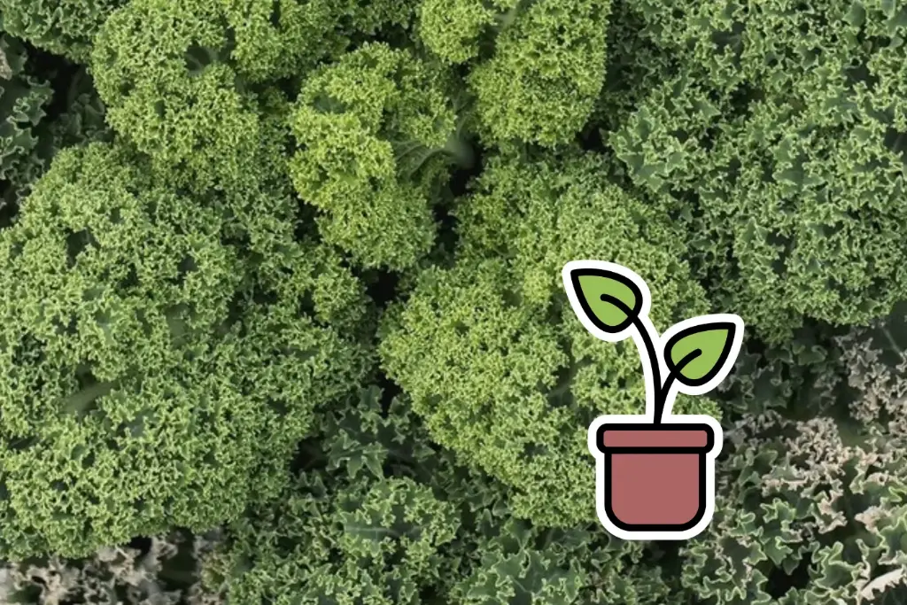 Planton bio de Chou Kale 'Langue d'alouette'