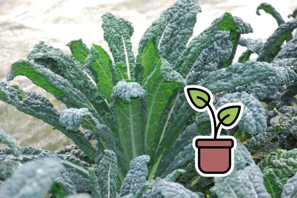 Pianta bio di cavolo nero 'Nero di Toscana'