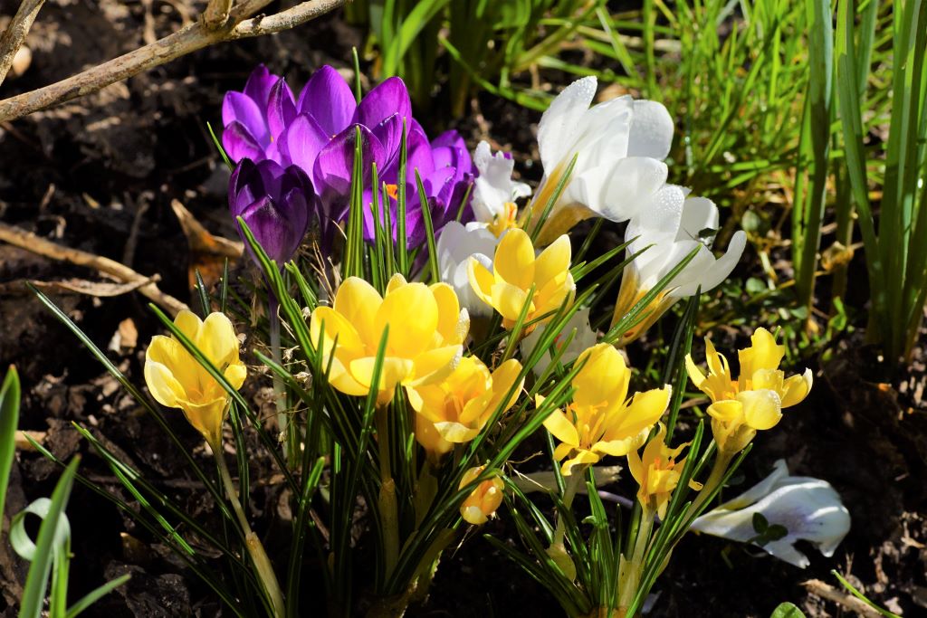 Krokus 'Farbenmischung'