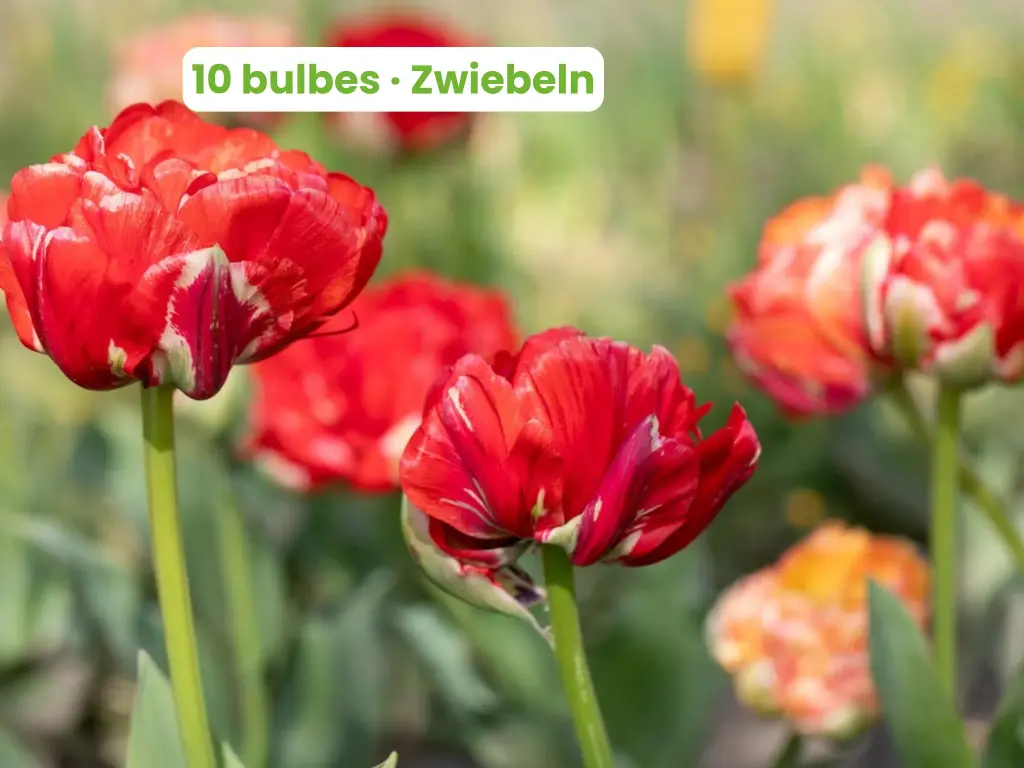 Tulipe 'Gudoshnick Double'
