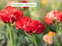 Tulip 'Gudoshnick Double'