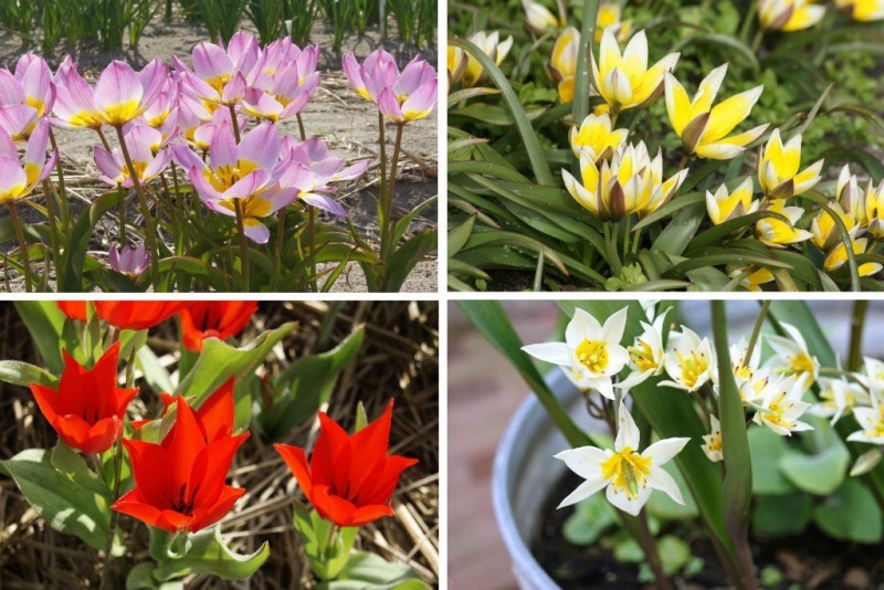 Wildtulpen 'Mischung'